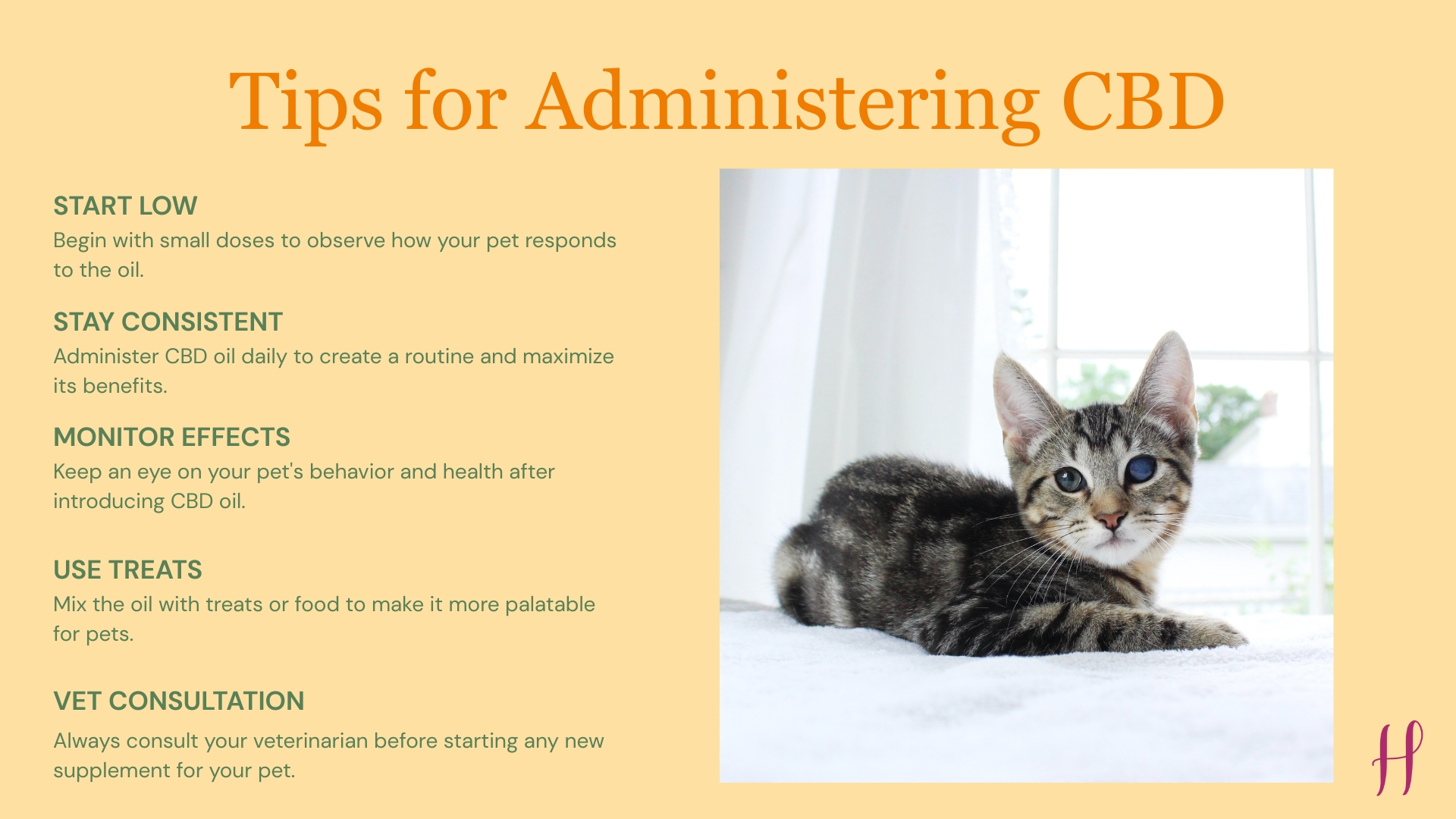 Cat lying by window with tips for administering CBD oil to pets on beige background.